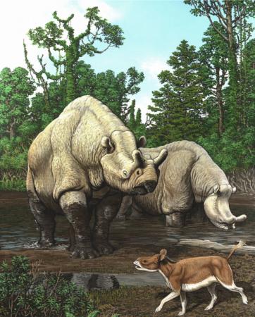 Rhino-like animals - This painting by artist Carl Buell depicts a scene from the late Eocene
of North America. The
rhino-like animals in the background are brontotheres. The pony-sized
Hyracodon, a closer relative of living rhinos, in the foreground.
